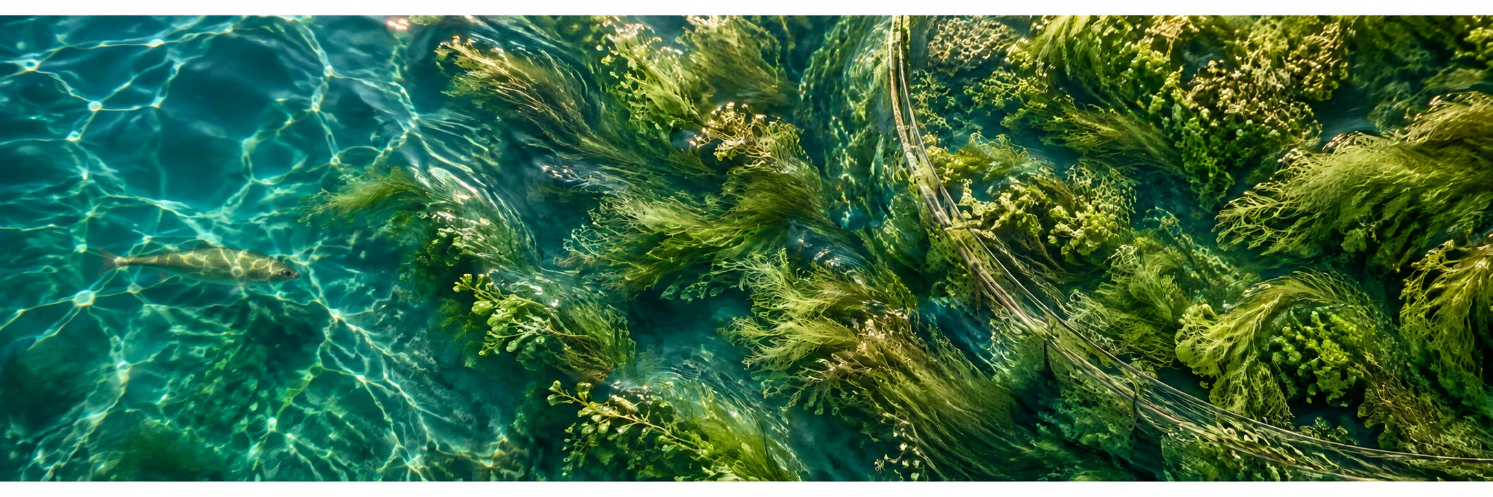 Cultivated algae and water
