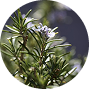 <span class="metafield-single_line_text_field">Rosemary Extract</span>