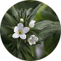 <span class="metafield-single_line_text_field">Ahiflower (Buglossoides arvensis) Seed Oil</span>