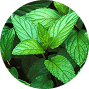 <span class="metafield-single_line_text_field">Organic Peppermint Oil</span>