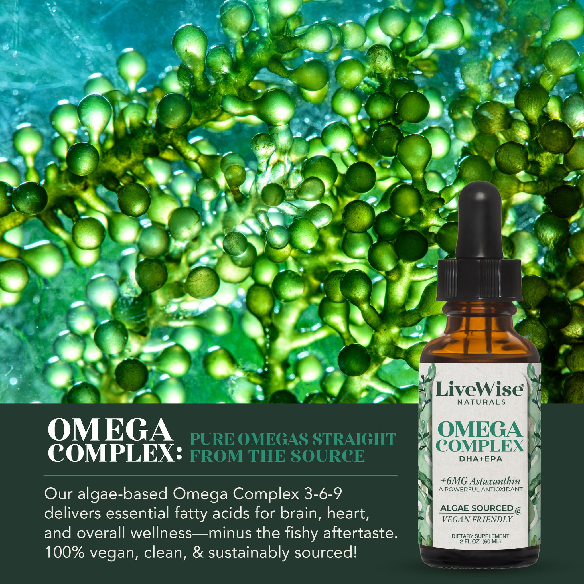 Omega Complex 3-Pack – Plant-Based DHA & EPA for Brain, Heart & Eye He ...