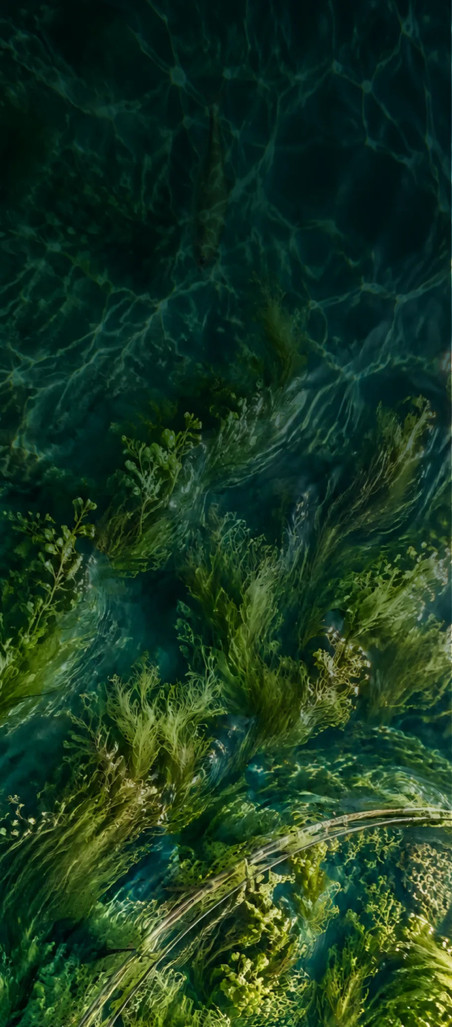 Cultivated algae in water